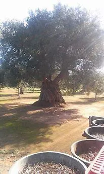 Masseria La Lizza - Ospitalità Rurale Alloggio per agriturismo